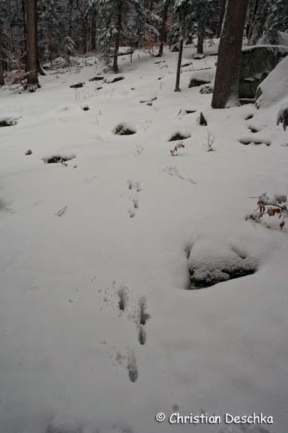 058_2_Tierspuren-Fotos