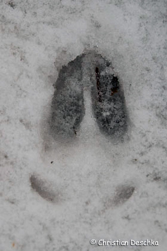 058_Tierspuren-Fotos