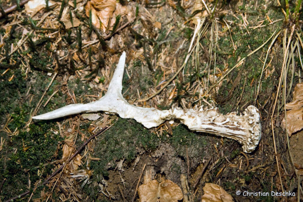 062_Tierspuren-Fotos