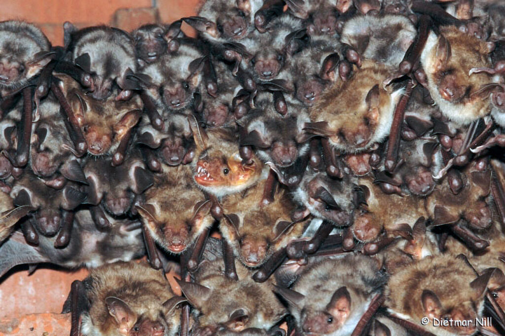 • NaturBildService
• Michael Hirning
• Gartenstr 8  (Öschingen)
• 72116 Mössingen (BRD)
• Tel 07473/921170
• Fax 07473/272505
• Mobil 01718388137