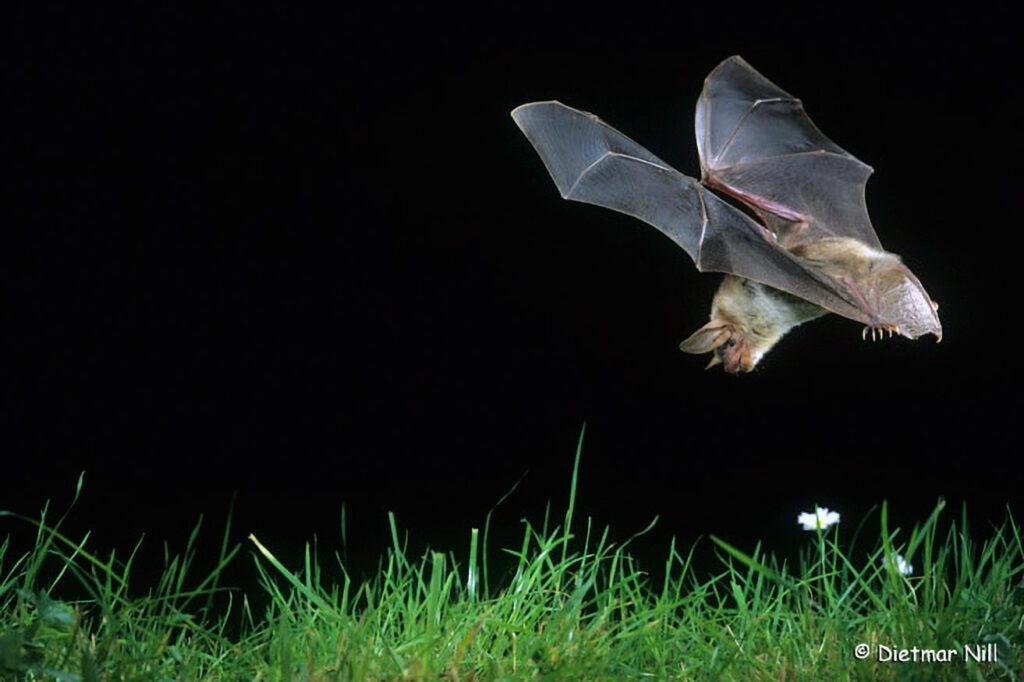 065_Fledermaeuse