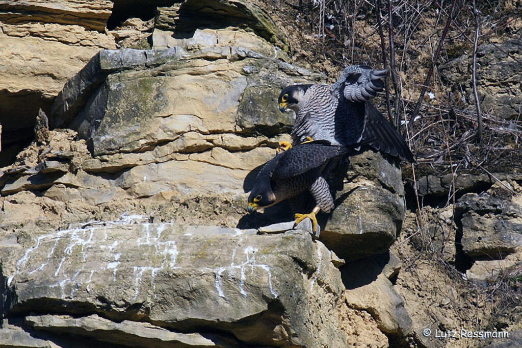 066_Greifvoegel