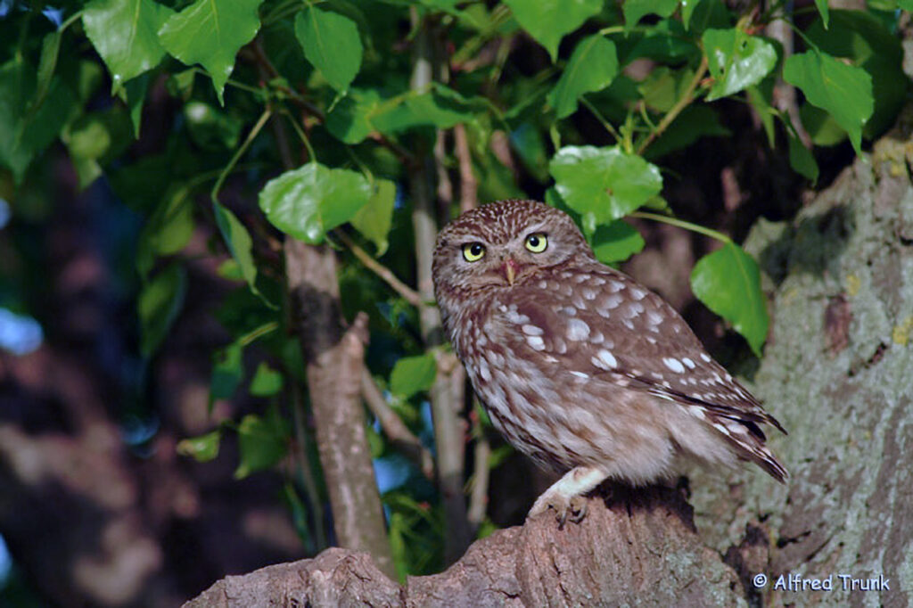 Steinkauz, Athene noctua, Little Owl