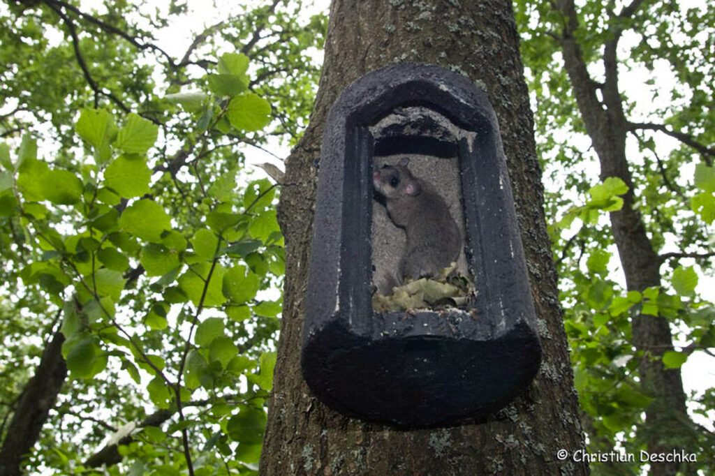 072_Fledermausprojekt