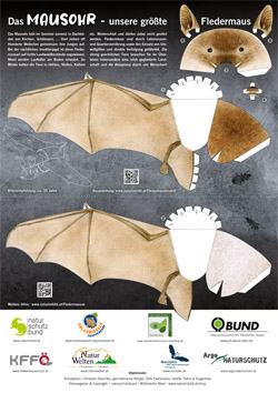 Fledermaus-Bastelbogen Mausohr